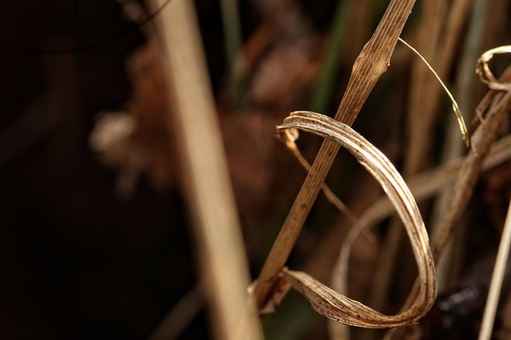 straw, nature, plant