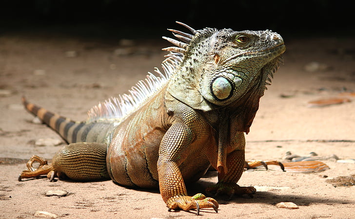iguana, watch, lizard, reptile, animal, dragon, scale