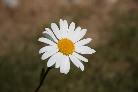 bunga, Marguerite, Blossom, mekar, alam, putih, musim panas
