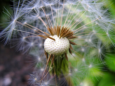 seed head, dandelion, plant, nature, weed, fluffy, grass