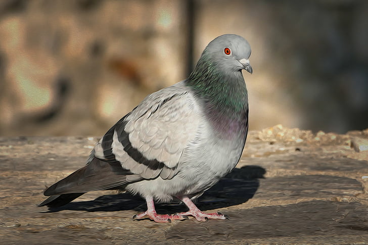 dove, bird, bird pigeon, birds, feather, nature, plumage