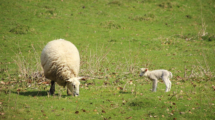 pecore, agnello, prato, animale, Schäfchen, Pasqua, carina