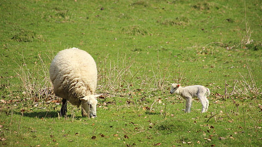 sheep, lamb, meadow, animal, schäfchen, easter, cute