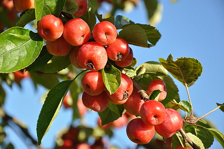 Prem, buah, pohon buah, musim semi, merah, kekuatan, panen
