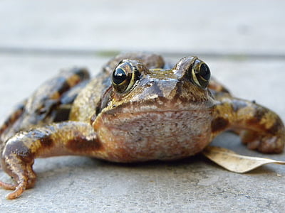 青蛙, 宏观, 青蛙的眼睛