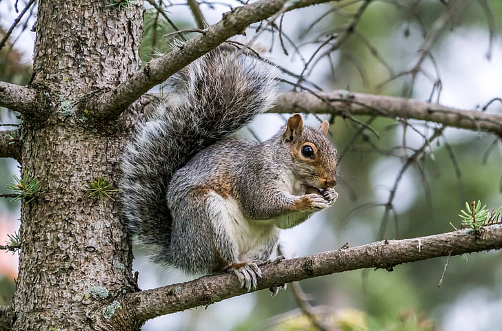 veverička, jesť, Príroda, voľne žijúcich živočíchov, zviera, divoké, hnedá