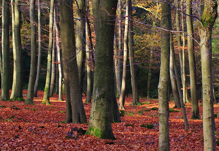 lasu, jesień, Jesienny Las, pozostawia, Spadek liści, Natura, drzewa