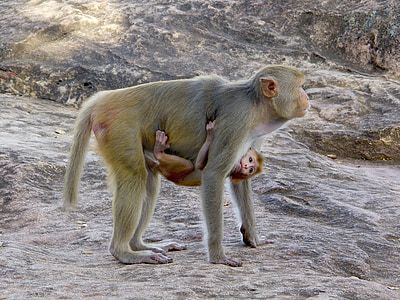 Macaco, primate, Birmanie, mère, de reproduction, bebe, animal