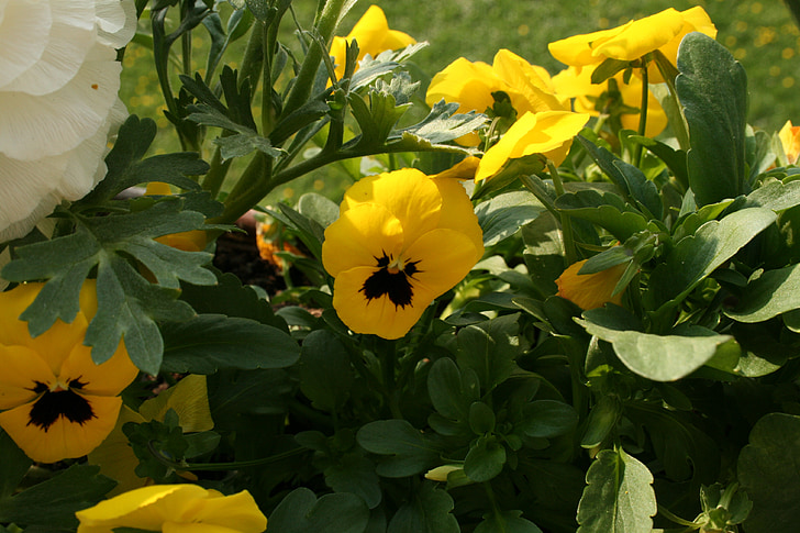 květ, žlutá, žlutý květ, Příroda, květ, Bloom, závod