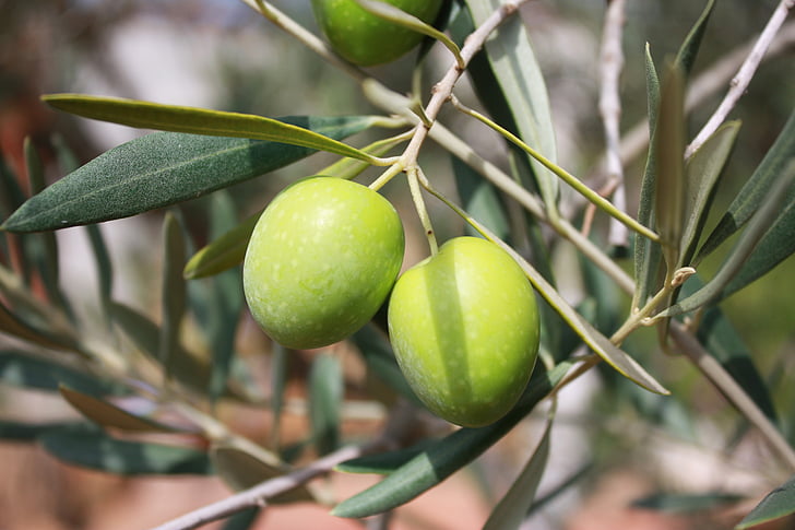 olivos, rama, aceite, recoger, agricultura, cultivar, rama de olivo