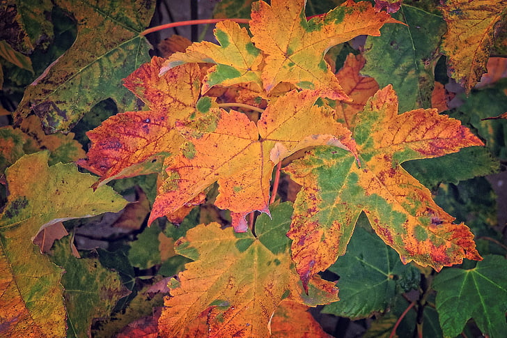 το φθινόπωρο, πολύχρωμα φύλλα, χρώμα πτώσης, φύλλα, φύλλωμα πτώσης, αναδύονται
