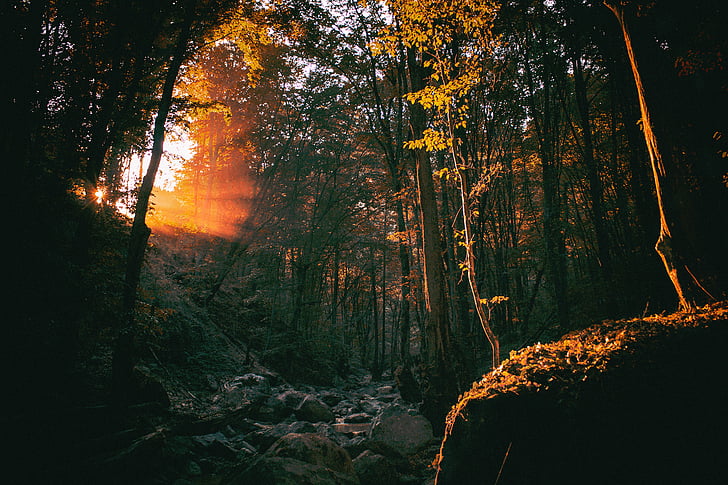 nature, forest, woods, trees, rocks, boulders, sunlight