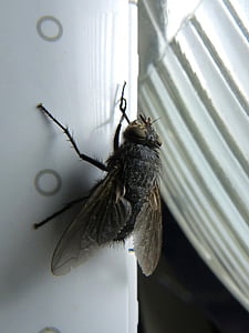fly shaggy, botfly, nuisance, macro, scrub legs