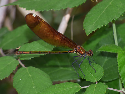 Zilspāru ģints Jaunava, spāre, Damselfly, mirguļoja, lidojošu insektu, Leaf