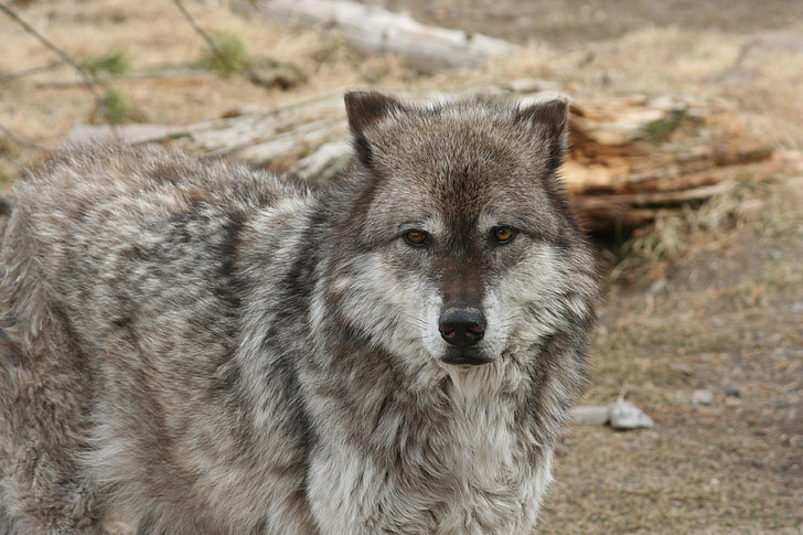 Wolf, dyr, Yellowstone, pattedyr, canine, kødædende, Wildlife