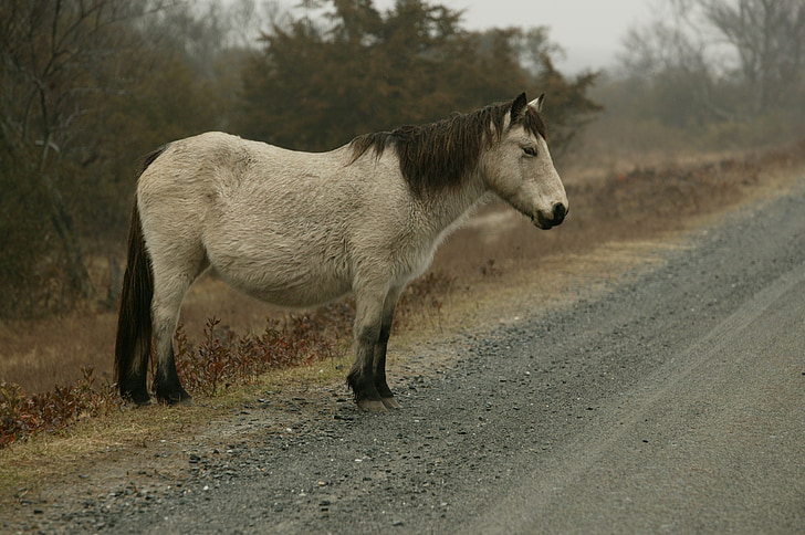 pony selvaggio, nebbioso, strada, Pony, Chincoteague island, Virginia, Stati Uniti d'America