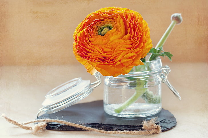 flor, flor de primavera, laranja, vaso, vidro, jar, ranúnculo