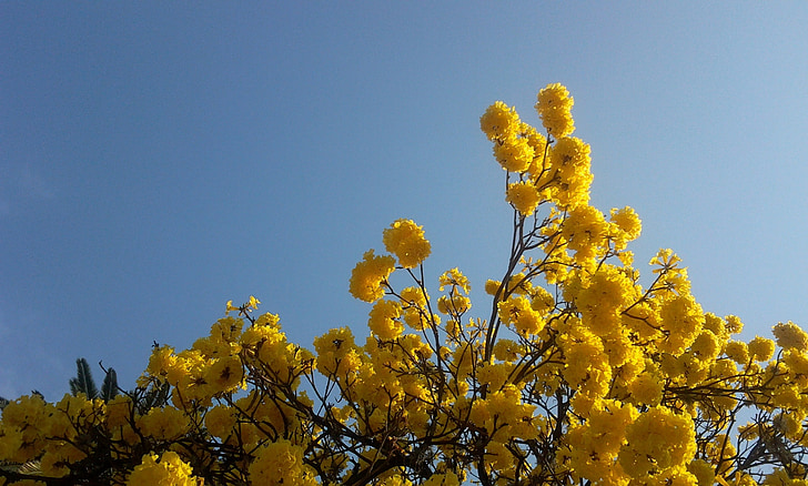 Baum, Lapacho gelb, Blumen, Morgen