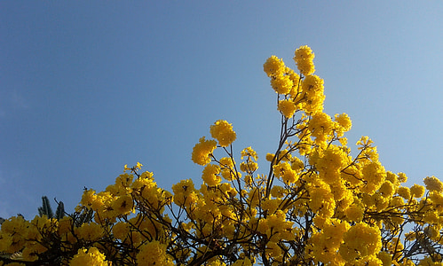 träd, Lapacho gul, blommor, i morgon