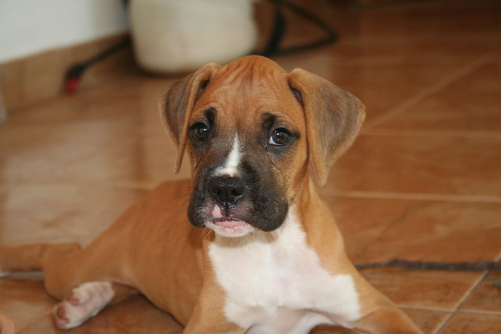 dog look, boxer, dog, puppy, german boxer, young, pet