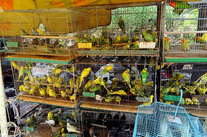 animals, birds, parakeets, market, business, pets, shop