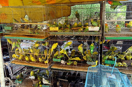 zvířata, ptáci, papoušky, trh, obchodní, Domácí zvířata, obchod