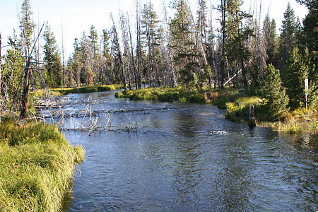 Stream, Creek, rivier