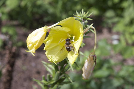 owad, ogród, wiosna, Pszczoła, żółty, kwiat, Latem