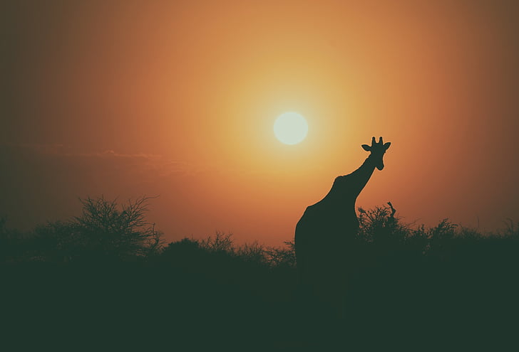 silhouette, giraffe, plants, sunset, animal, wildlife, tree