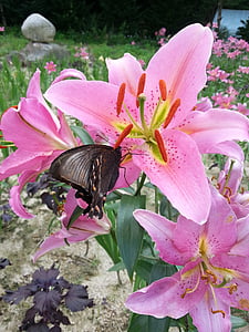 flowers, butterfly, nature, swallowtail, travel, insects