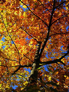 maple tree, autumn, maple, leaves, golden autumn, yellow, fall color