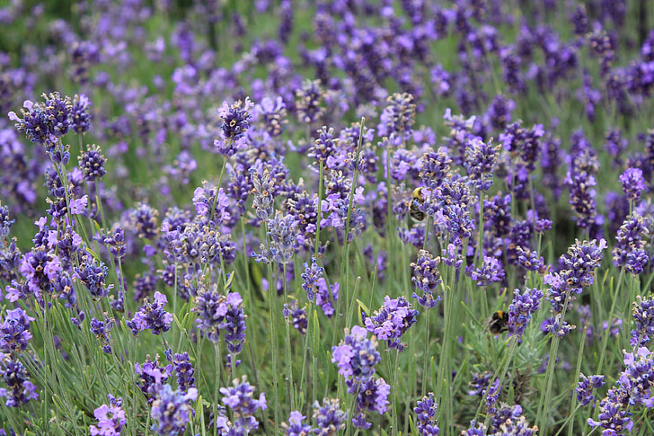 bunga, pemandangan, latar belakang PPT, Lavender, bidang, ungu, ramuan