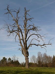 árbol, árbol moribundo, madera, Carpinterías de madera, cepas, troncos de los árboles, madera
