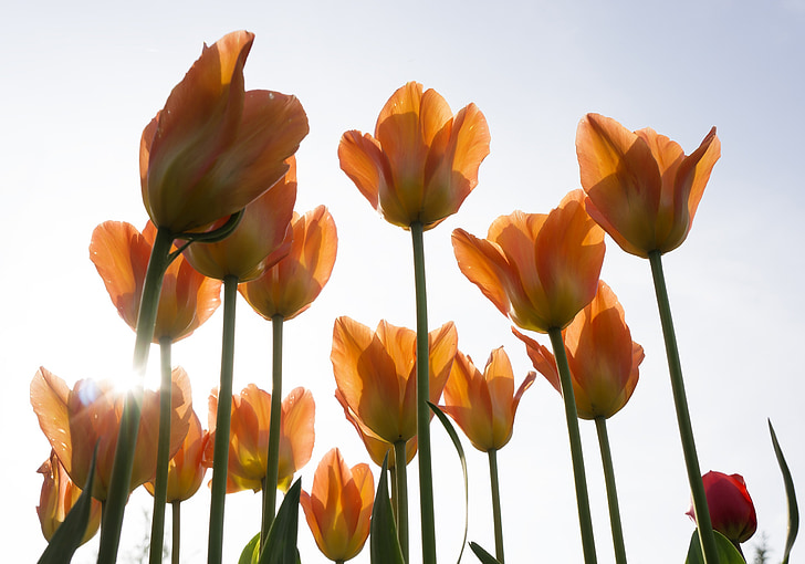 mainau, orange, flowers, summer, tulip, natural, nature