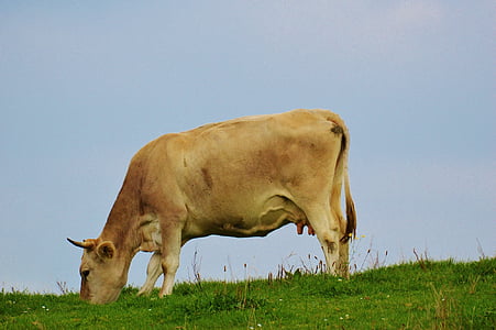 cow, allgäu, cute, pasture, beef, livestock, animal