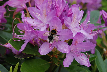 bee, rhododendron, flower, insect, floral, plant, natural