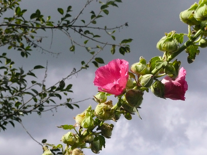 Hollyhock, alcea rosea, màu hồng, rosea, Hoa, nở hoa, Sân vườn