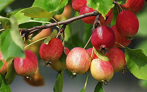 fruita, natura, pomes, fullatge, vermell, Poma, pomes en miniatura