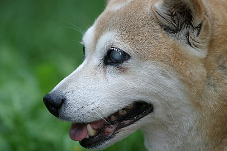 shiba inu, dog, blind, smile, profile, animal, pets