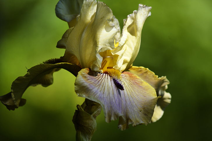 Sala iris, iris bronzejat, jardí, flor, l'estiu