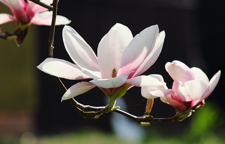 Magnolia, blommor, våren, naturen, Rosa, träd, full blom