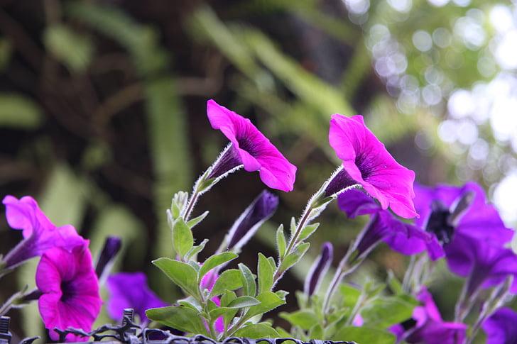 floare frumoasă, flori in gradina, colorat