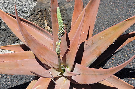 Lanzarote, Aloe, Aloe vera, piikkejä, Quills, oranssi, Canary