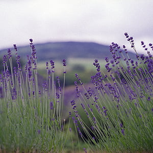 lavender, nature, summer, flower, natural, fragrance, blossom