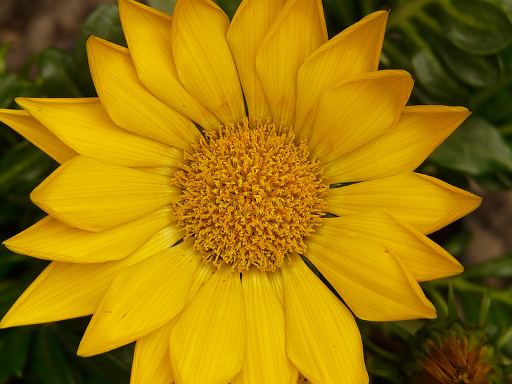 gazanie, gold noon, noon gold flower, sonnentaler, flora, yellow, blossom