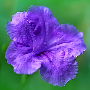 花, 紫, 紫色の花, 自然, ブルーム, 花, グリーン