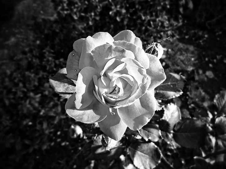 Rosa, čierna a biela, kvet, svetlo, kvety