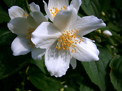 summer jasmine, bauer jasmin, mock orange, jasmin, european whistle shrub, pale whistle shrub, philadelphus coronary