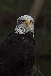 Adler, Raptor, Ave de rapiña, pájaro, proyecto de ley, águila de cola blanca, capa de brazos de aves
