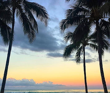 plage, Palm, lever du soleil, eau, Tropical, paradis, nuages